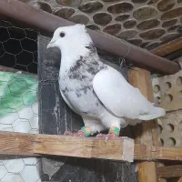 طوقی هفرنگ نر