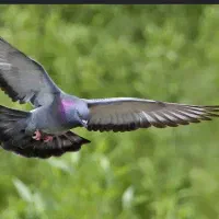 تعدادی کبوتر پرشی درجه یک