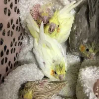 جوجه عروس هلندی سرلاکی