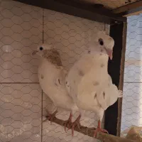 کبوتر دم سفید