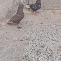 دم سفید|پرنده|دشت آزادگان, |دیوار