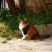 گربه|گربه|گرگان, |دیوار
