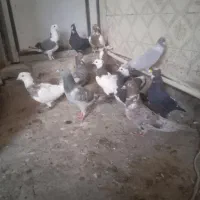 تعدادی کبوتر کرمانی نابلد
