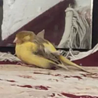 گمشده ها