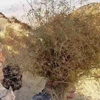 زیره کوه سیریز