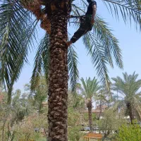 بریدن نخل قطع نخل هرس نخل تمیز کردن نخل سمپاشی