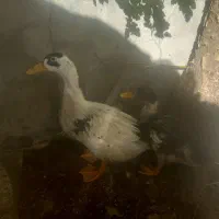 اردک