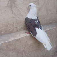 کفتر دوکت سرور