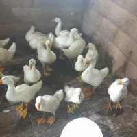 قو غاز