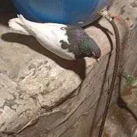 کفتر شهری نر