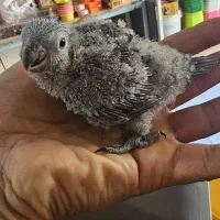 دو عدد جوجه گرینچیک یلوساید نرمال