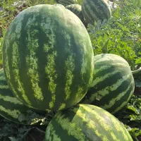 خریدار هندوانه و خربزه تناژ بالا تمام نقاط همدان