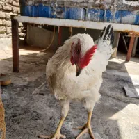 دوتا جوجه خروس ۶ ماهه محلی سرحال