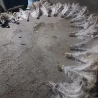 پر شتر مرغ