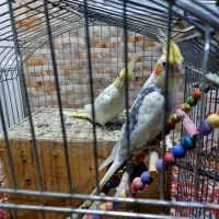 عروس هلندی