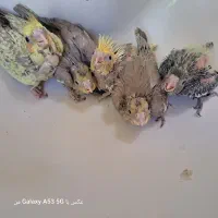 جوجه عروس سرلاکی