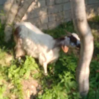 فروش بز دورگ پاکستانی