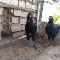 جوجه گلین
