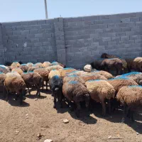 میش تخمی