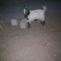 بیگ نر قیمت توافقی، شهرستان لالی