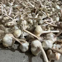 سیر