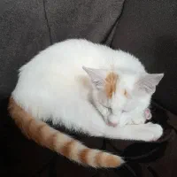 بچه گربه