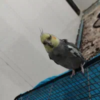 عروس هلندی