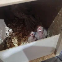 جوجه کوتوله و عروس