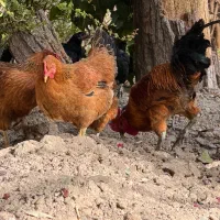 مرغ و خروس جوان تازه به تخم امده و خروس مشکی بومی