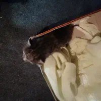 واگذاری گربه پنج روزه