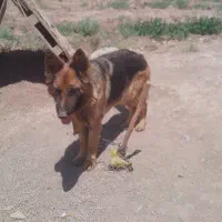 سگ ژرمن