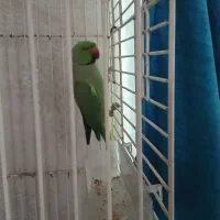 طوطی ملنگو