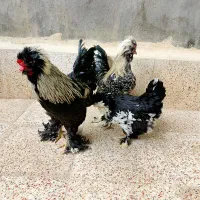 مرغ وخروس سلطانی