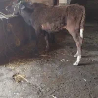 حیوانات مزرعه