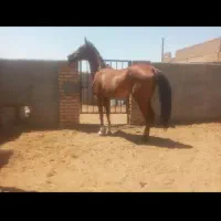 مادیان خالص عرب