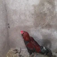 خروس لاری