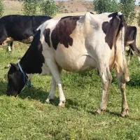 گاو شیری شکم سوم
