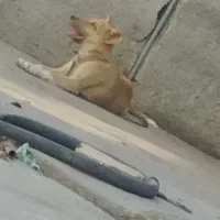 سگ سه ماهه نر