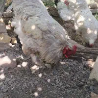 معاوض با جوج بوقلمون  جوج مرغ و مرغ تخم گزار
