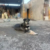 سگ ماده