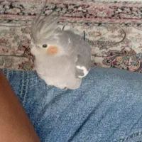 عروس هلندی