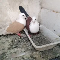 کربلایی سار سرور ساده سرخ گراف
