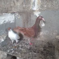 ۴عددکبوتر