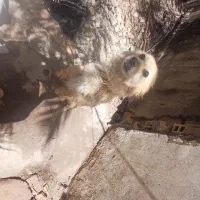 سگ پاکوتا ماده
