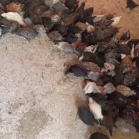 جوجه مرغ و خروس سه ماه