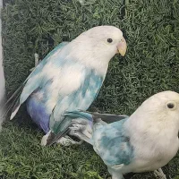 طوطی برزیلی اوپال دو کت نر و جوجش