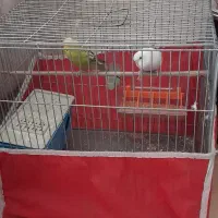 دوتا مرغ عشق ماده