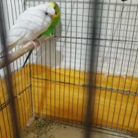 مرغ عشق