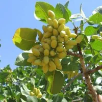 فندقی / بادامی