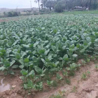 سبزی تازه محلی سبزی شهرستان جم قیمت توافقی